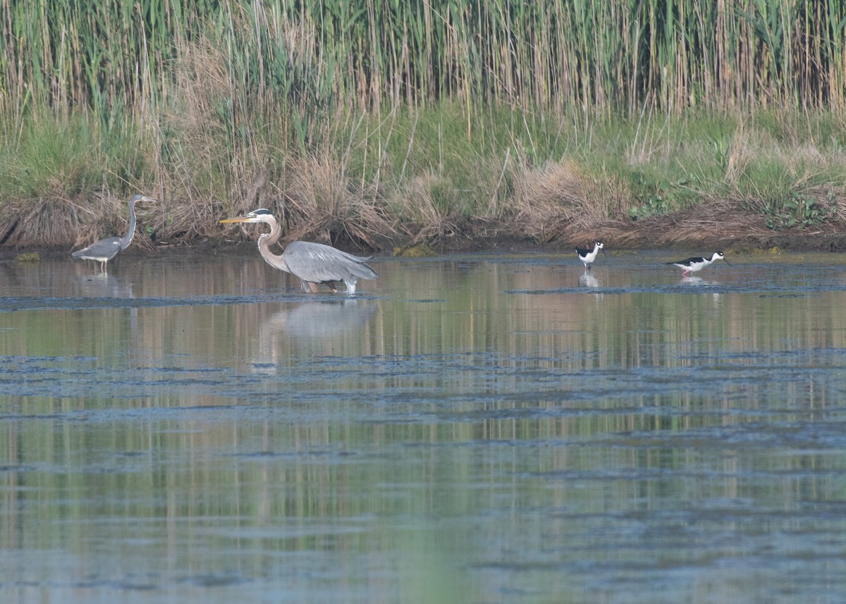 Tricolored Heron - ML658895149