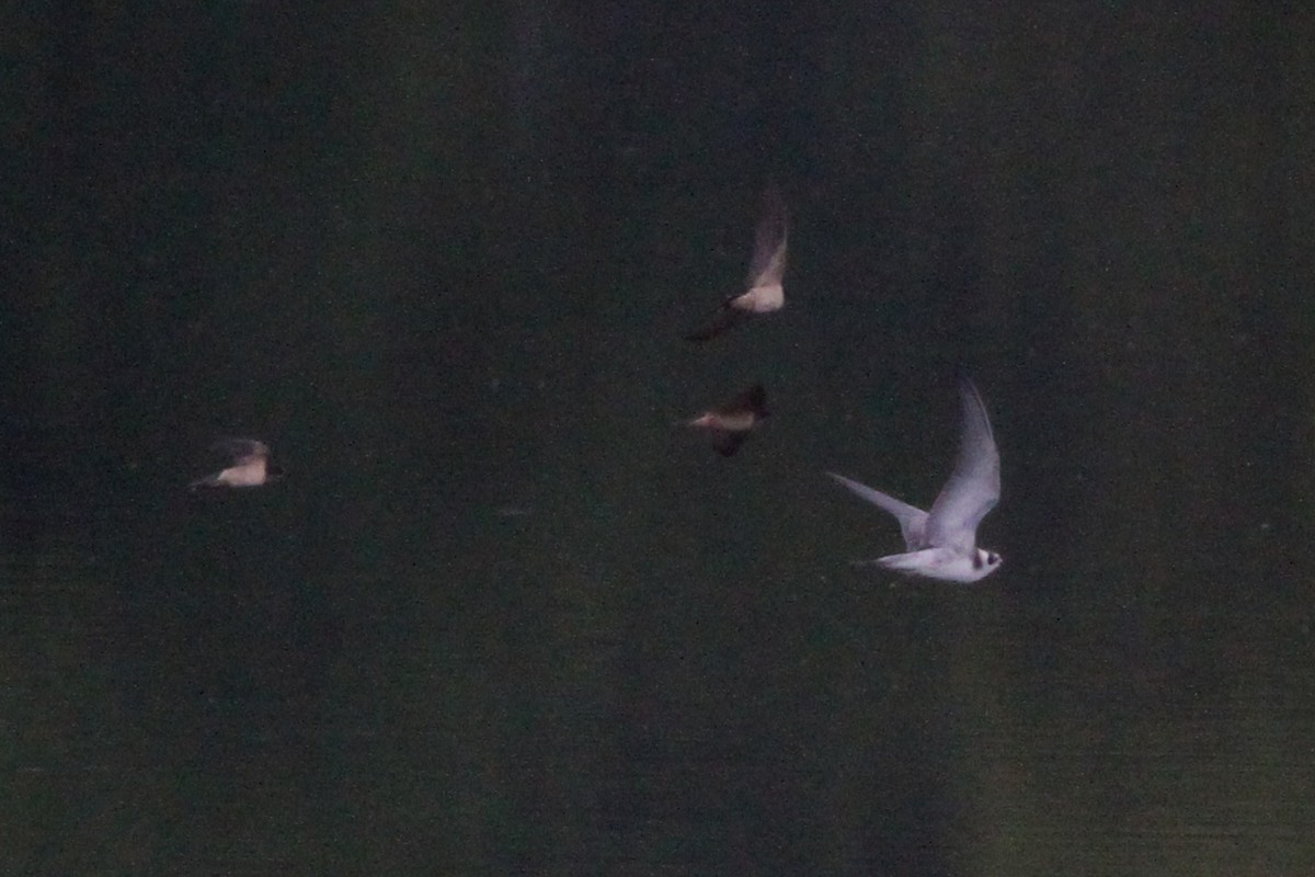 Black Tern - Jeff Ellerbusch