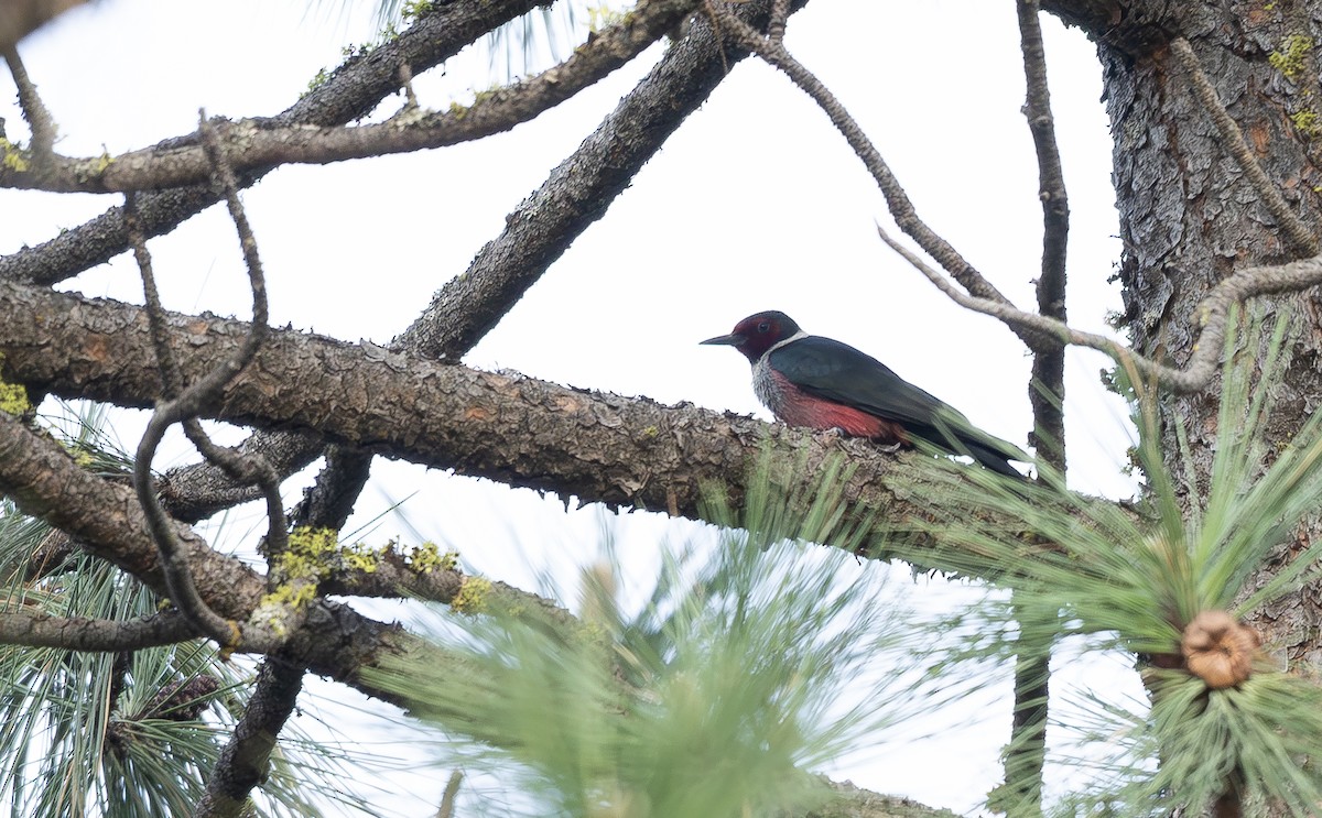 Lewis's Woodpecker - ML658895455