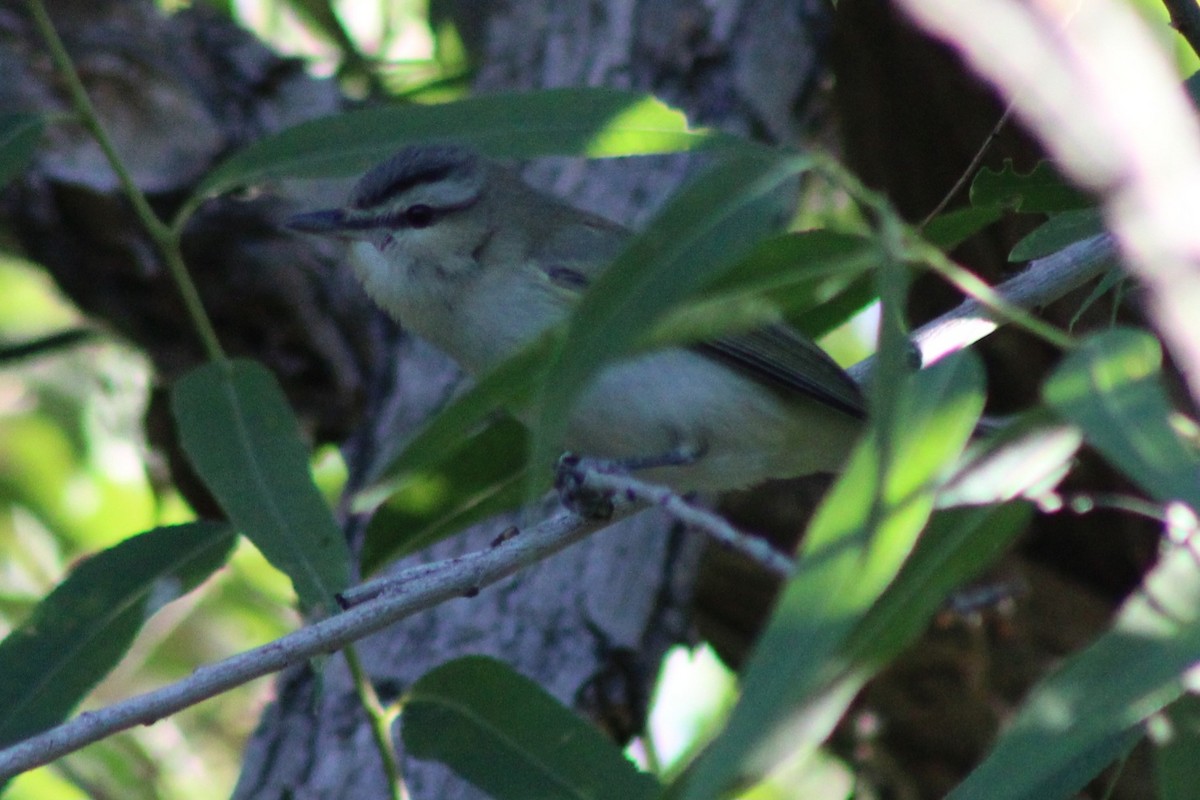Red-eyed Vireo - ML658895836