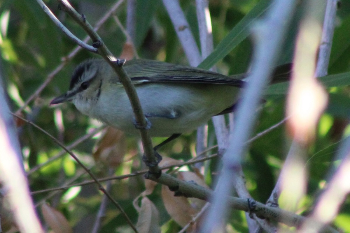 Red-eyed Vireo - ML658895837