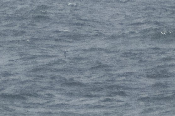 Manx Shearwater - ML658896135