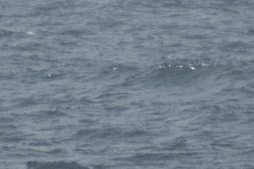 Manx Shearwater - ML658896140