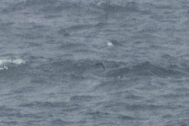 Manx Shearwater - ML658896143