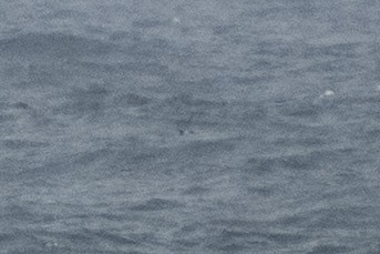 Manx Shearwater - ML658896147