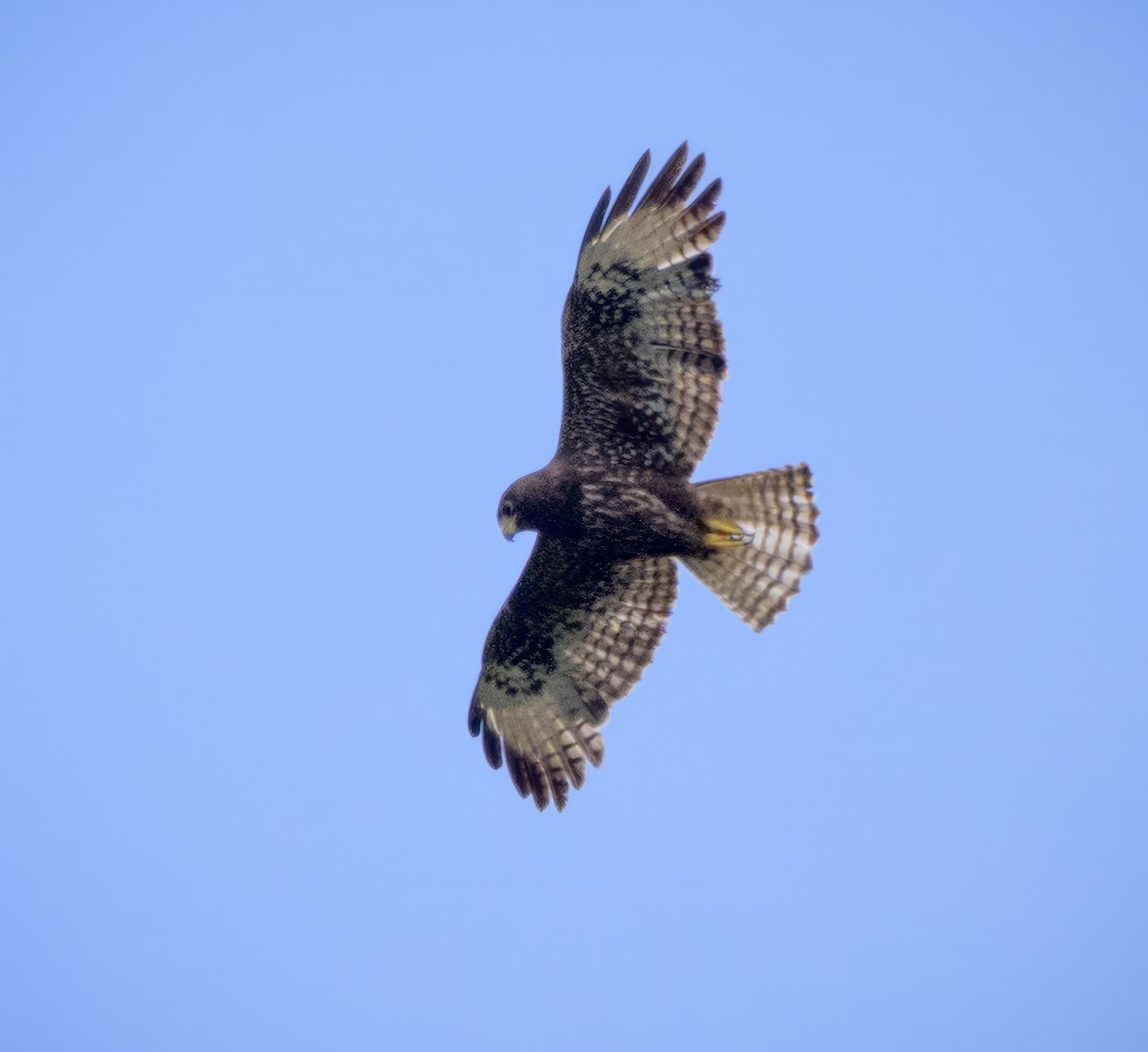 Short-tailed Hawk - ML658896154