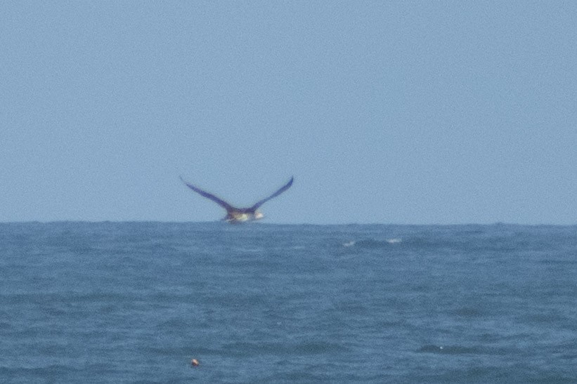 loon sp. - ML658896230