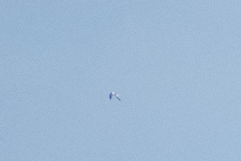 Sabine's Gull - ML658896480