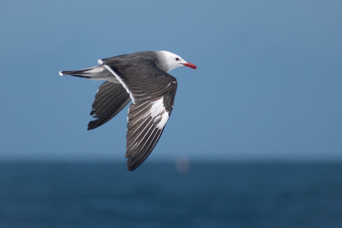 Heermann's Gull - ML658896554
