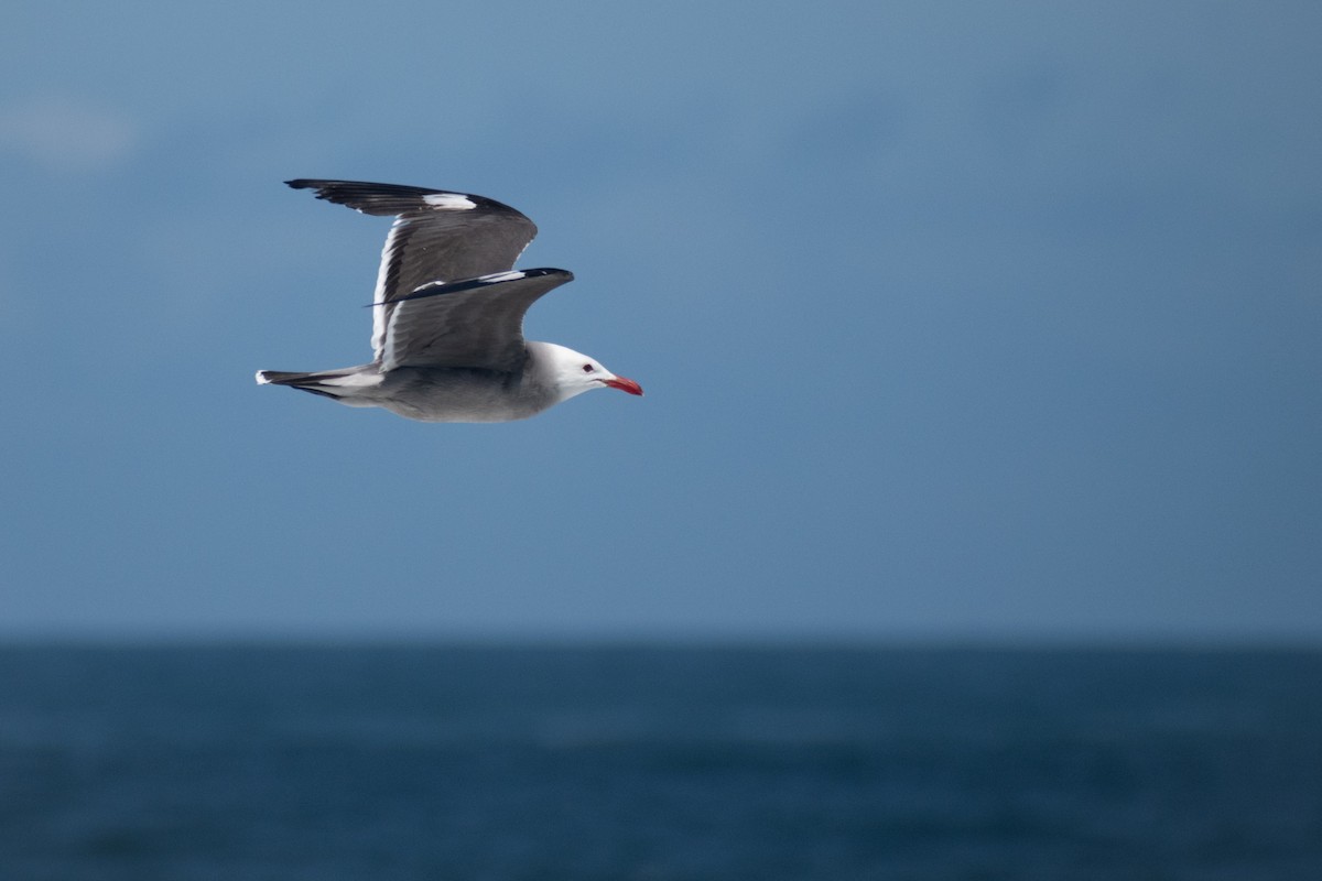 Heermann's Gull - ML658896573