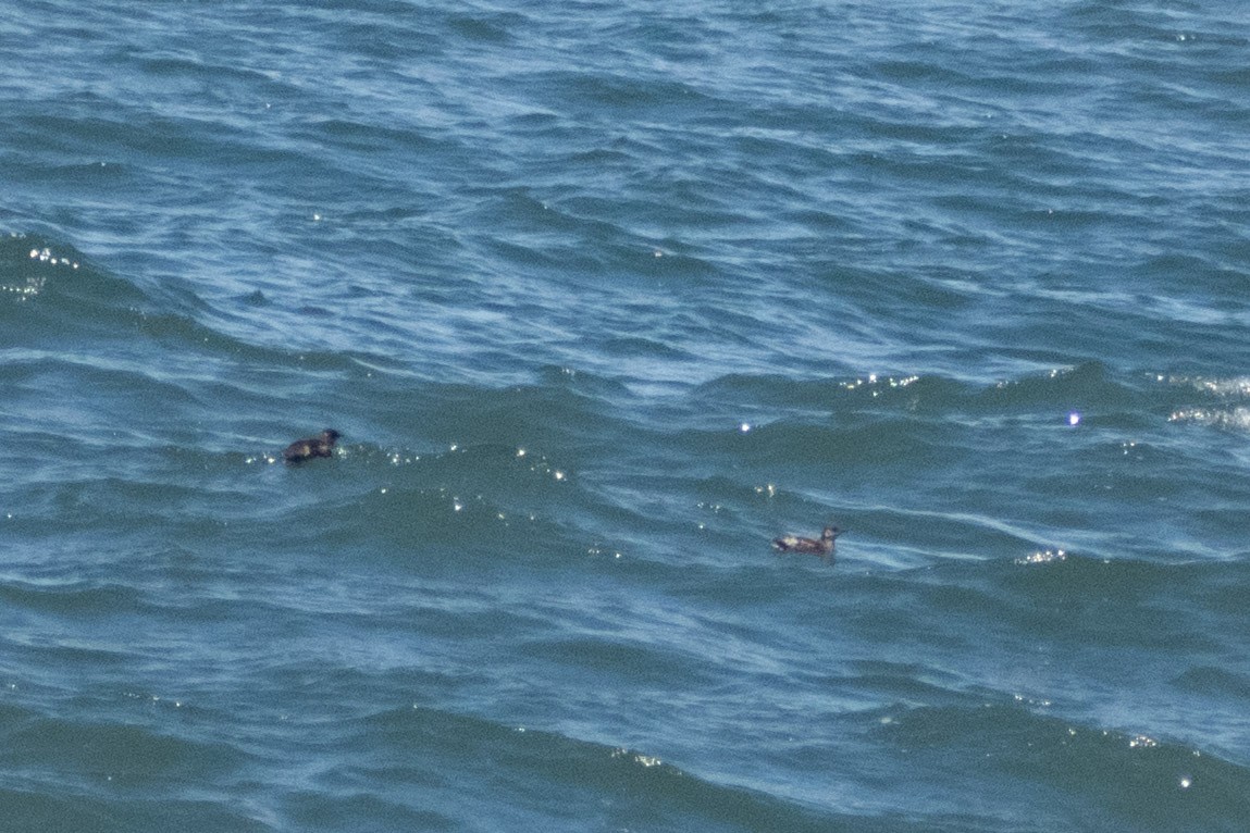 Marbled Murrelet - ML658896895