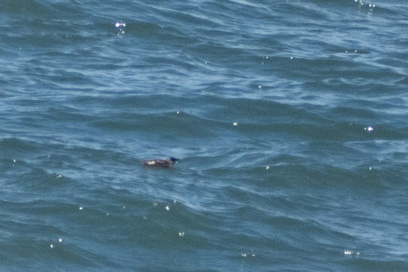 Marbled Murrelet - ML658896896