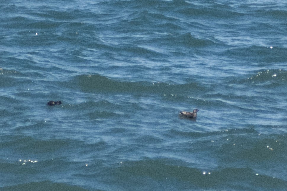 Marbled Murrelet - ML658896897