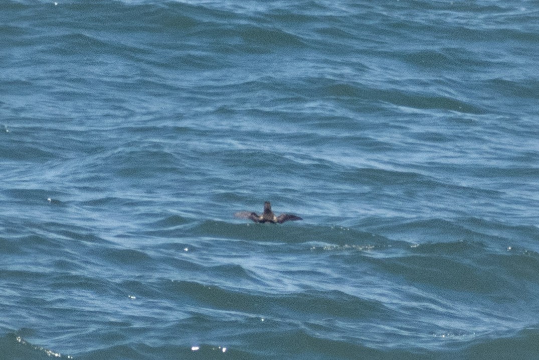 Marbled Murrelet - ML658896898