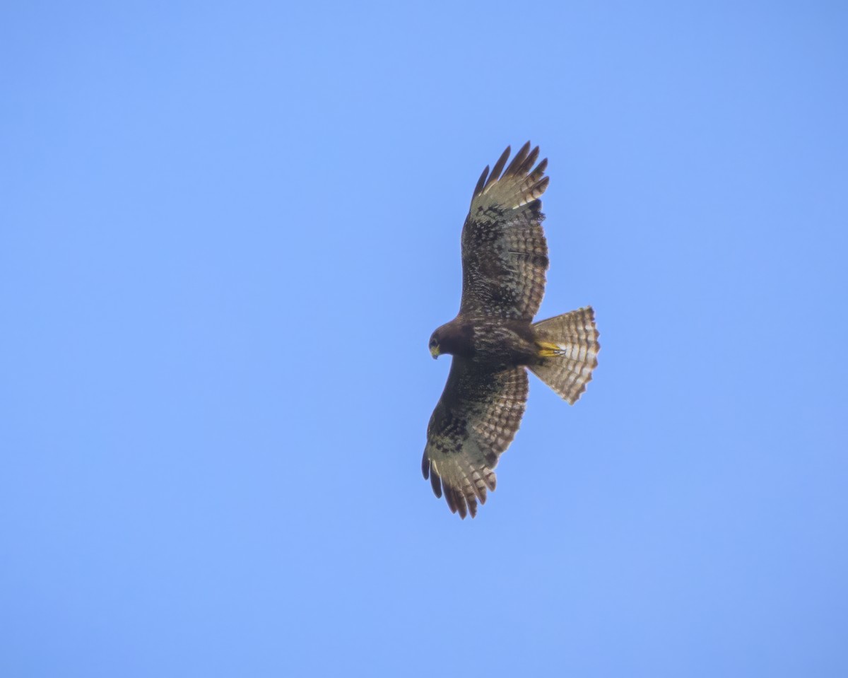Short-tailed Hawk - ML658896913