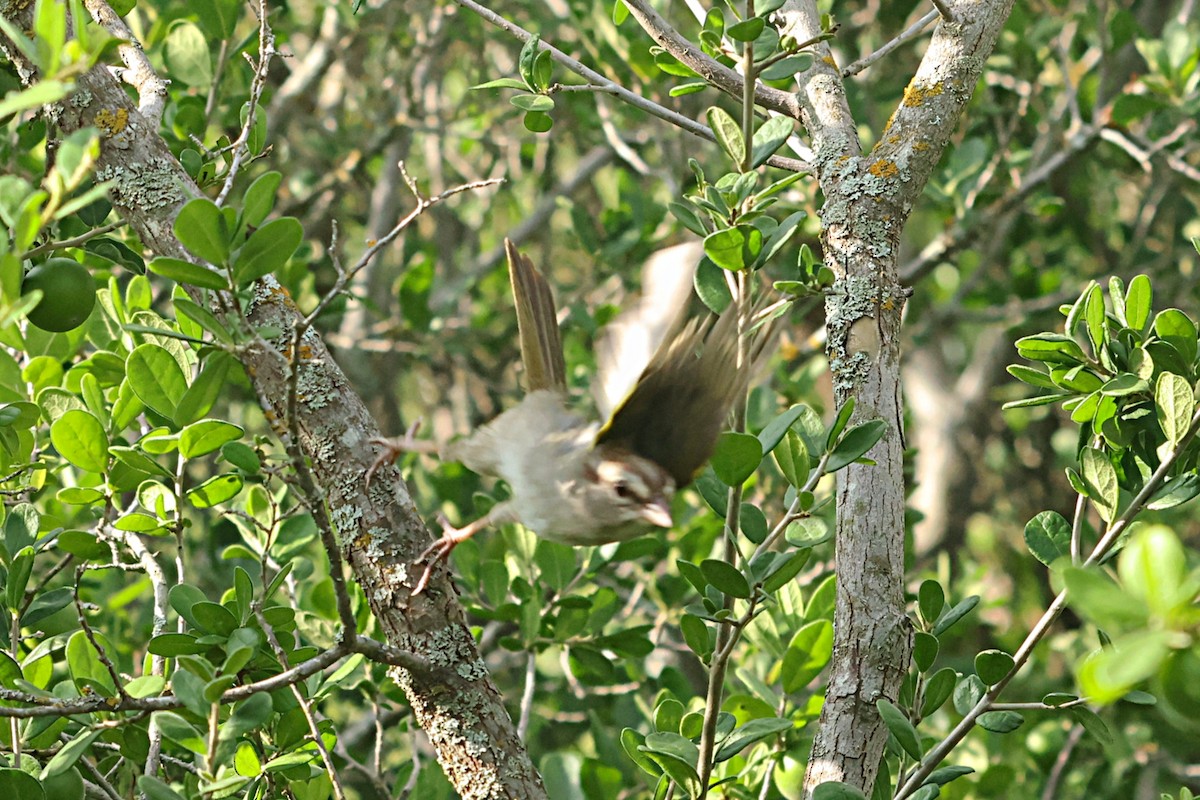 Olive Sparrow - ML658897359