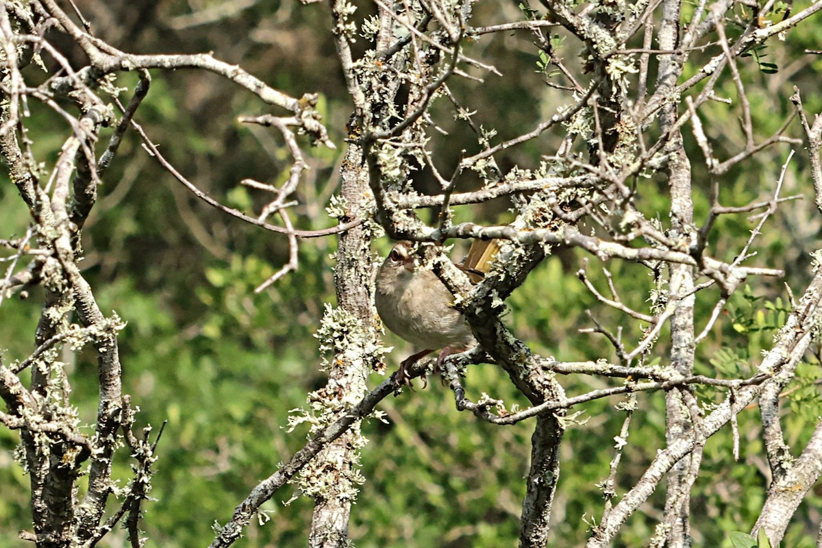 Olive Sparrow - ML658897360