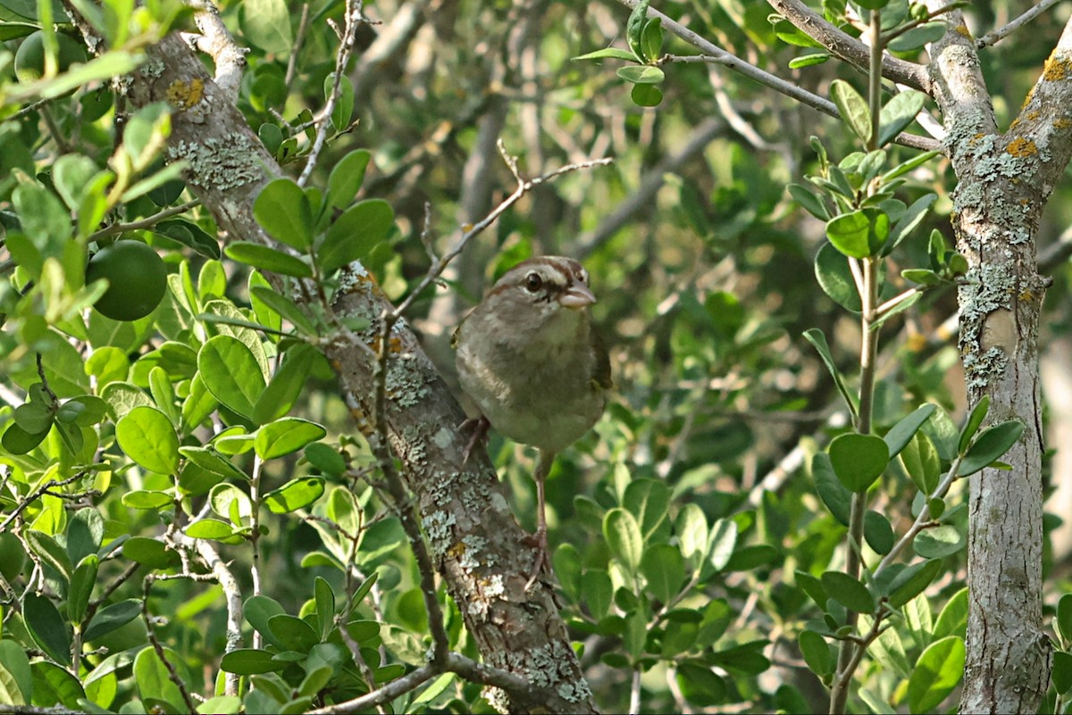 Olive Sparrow - ML658897361