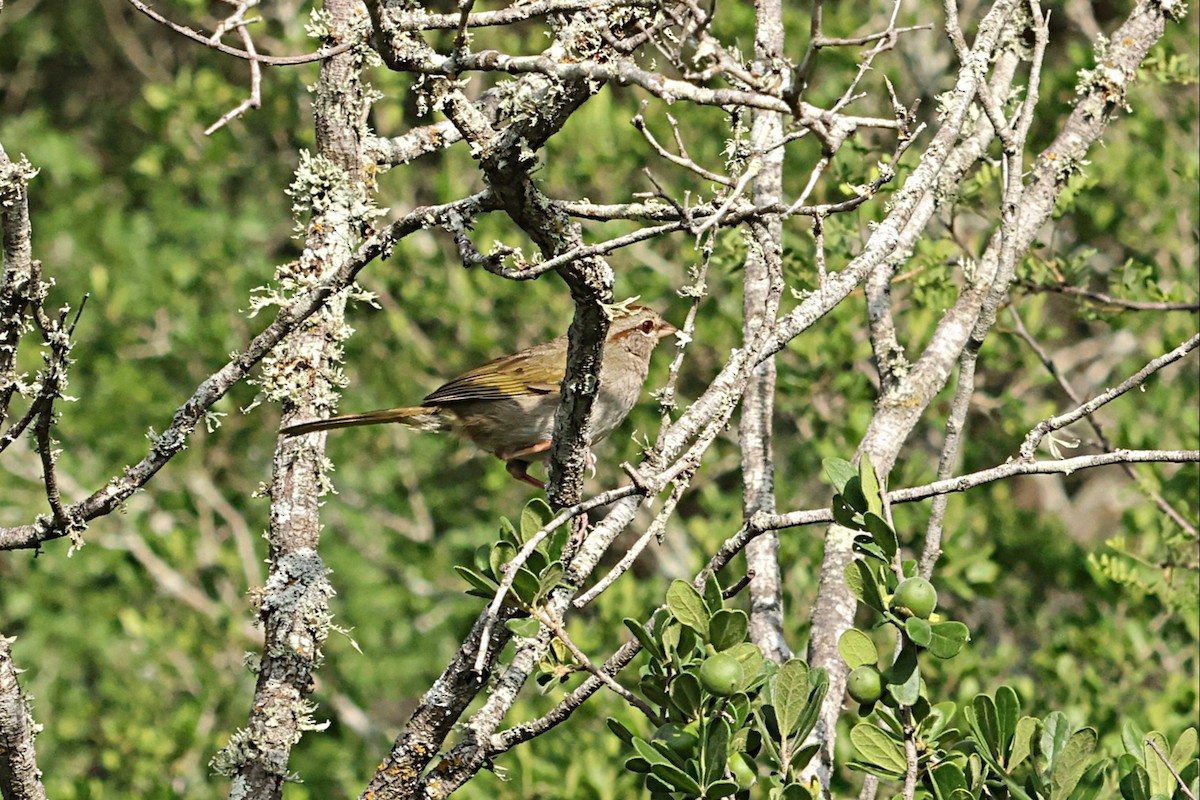 Olive Sparrow - ML658897362