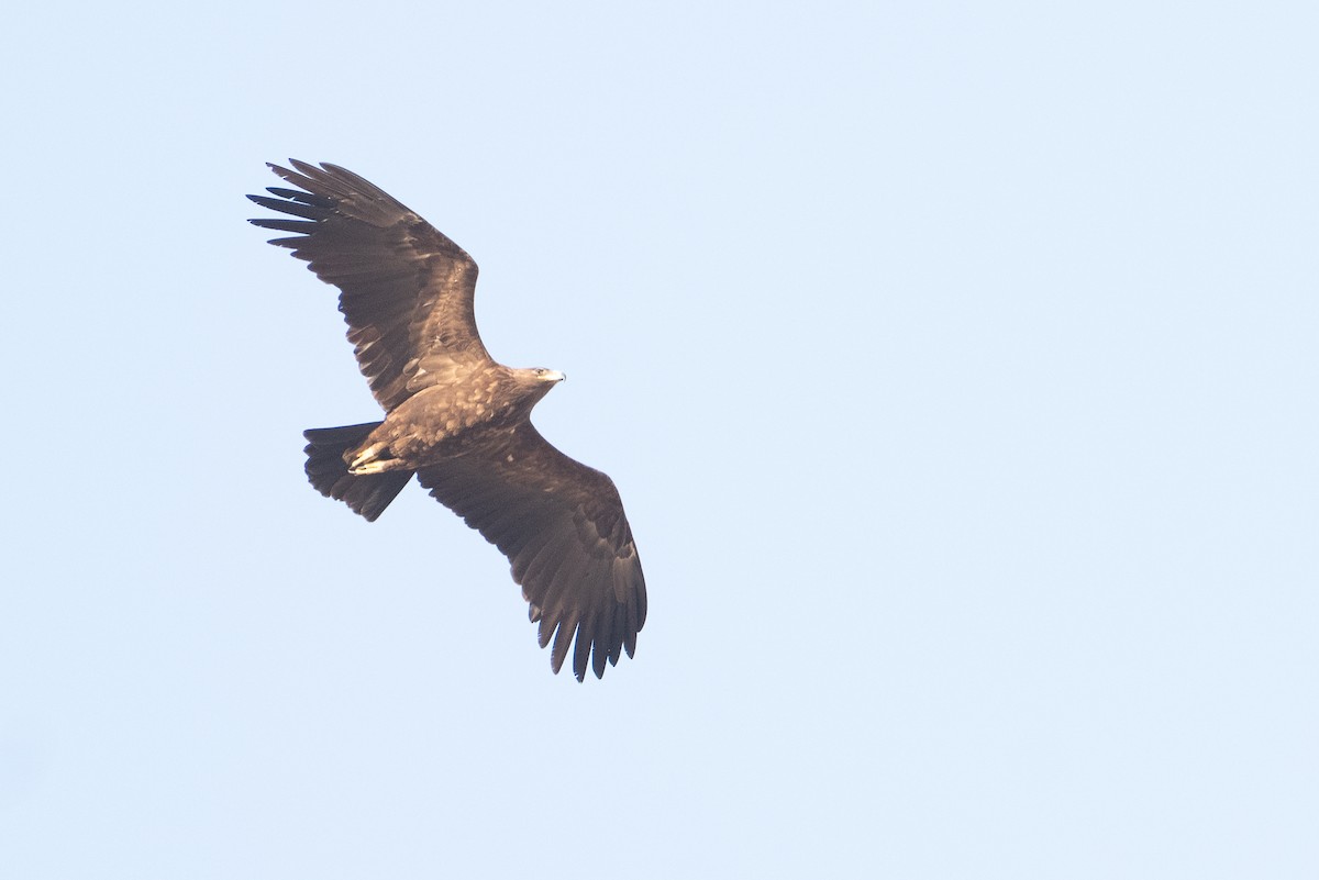 Steppe Eagle - ML658897675
