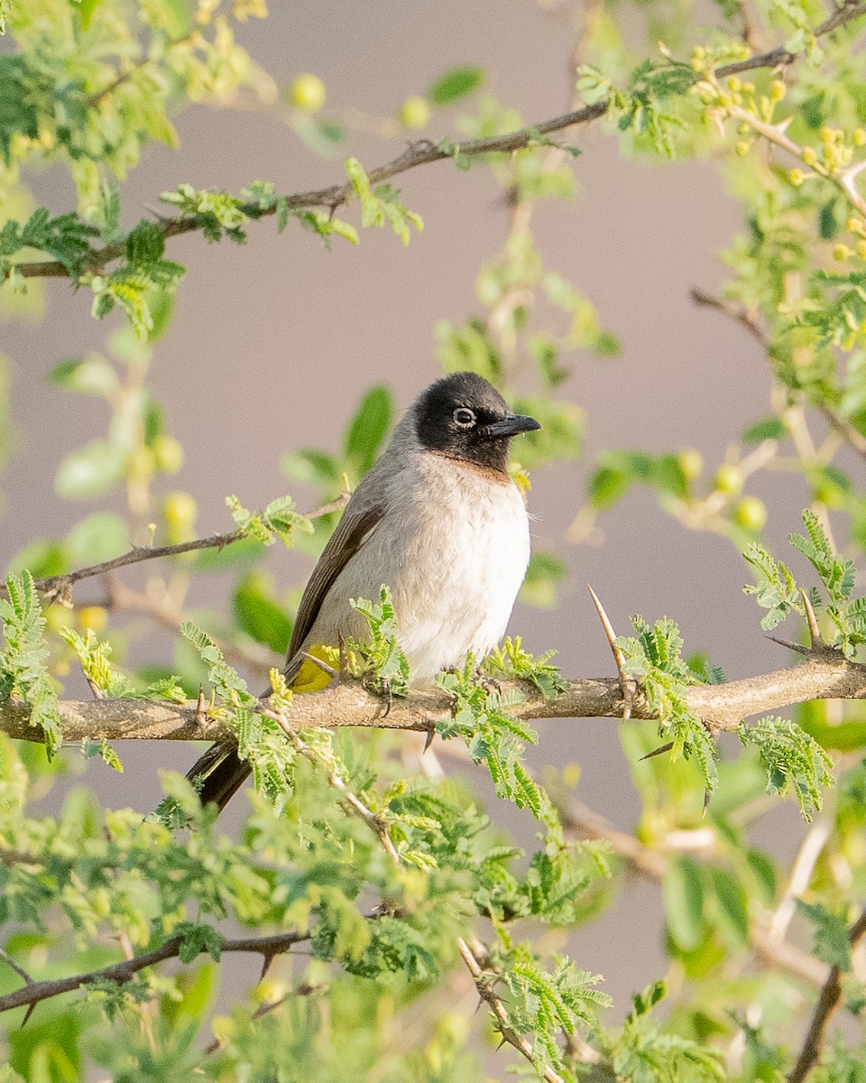 White-spectacled Bulbul - ML658897704