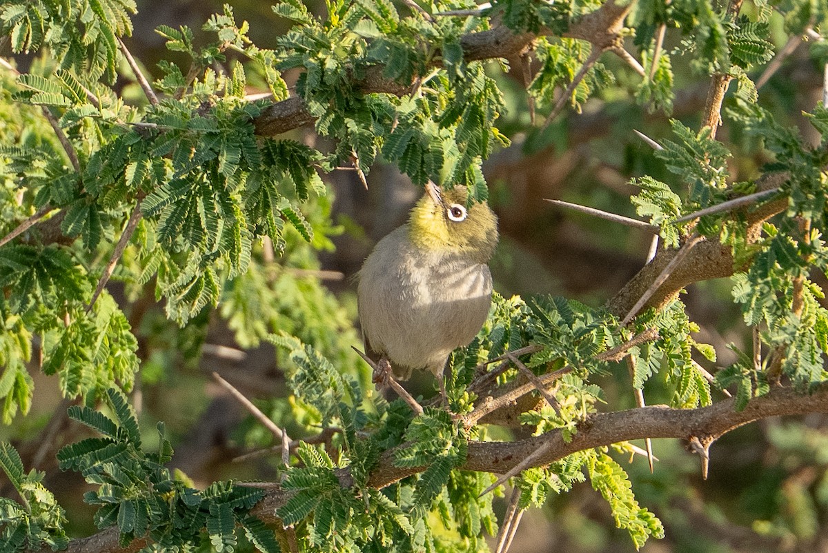 Abyssinian White-eye - ML658897869