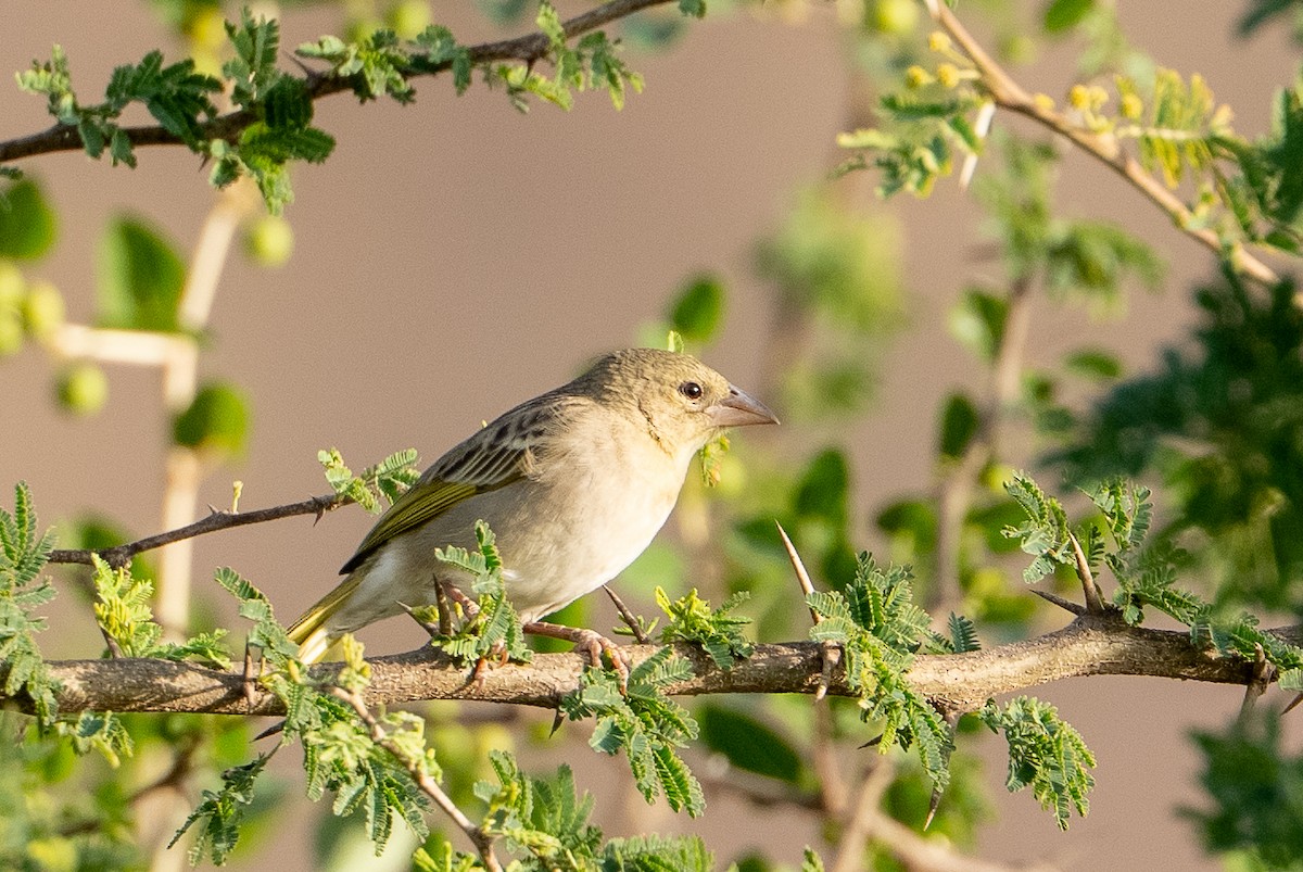 Rüppell's Weaver - ML658897878