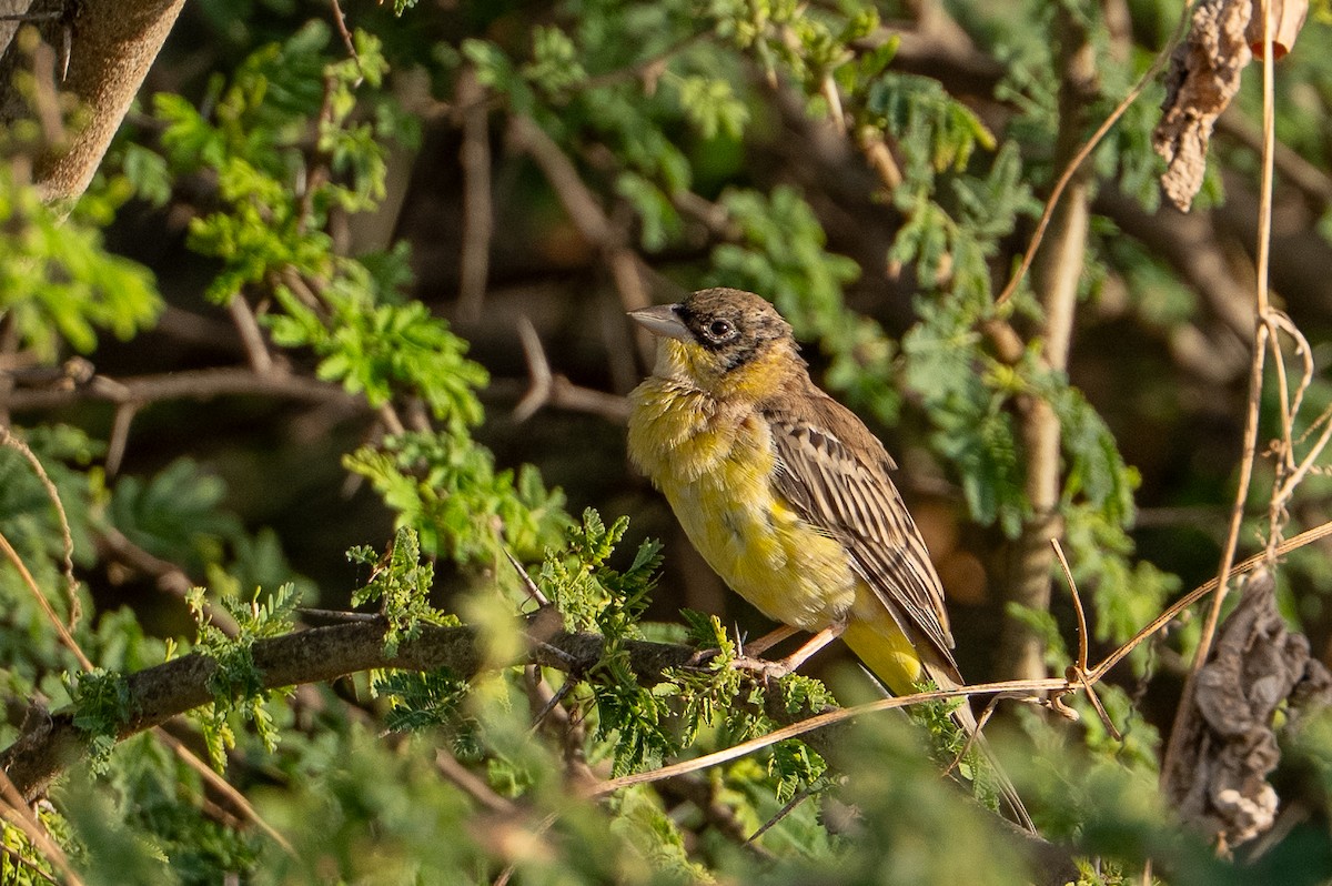Black-headed Bunting - ML658897918