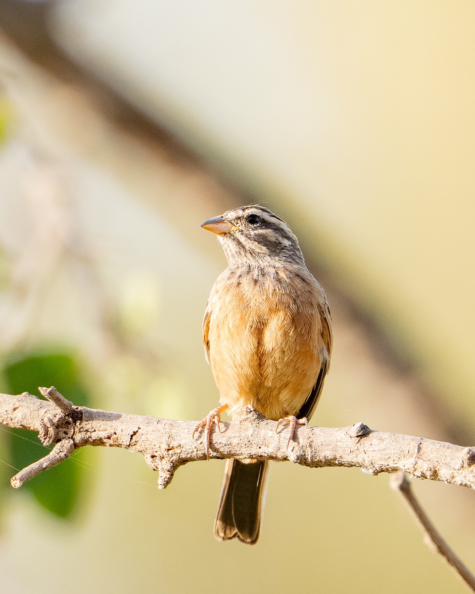 Cinnamon-breasted Bunting - ML658897925