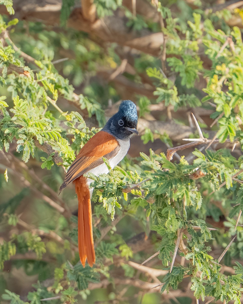 African Paradise-Flycatcher - ML658897932