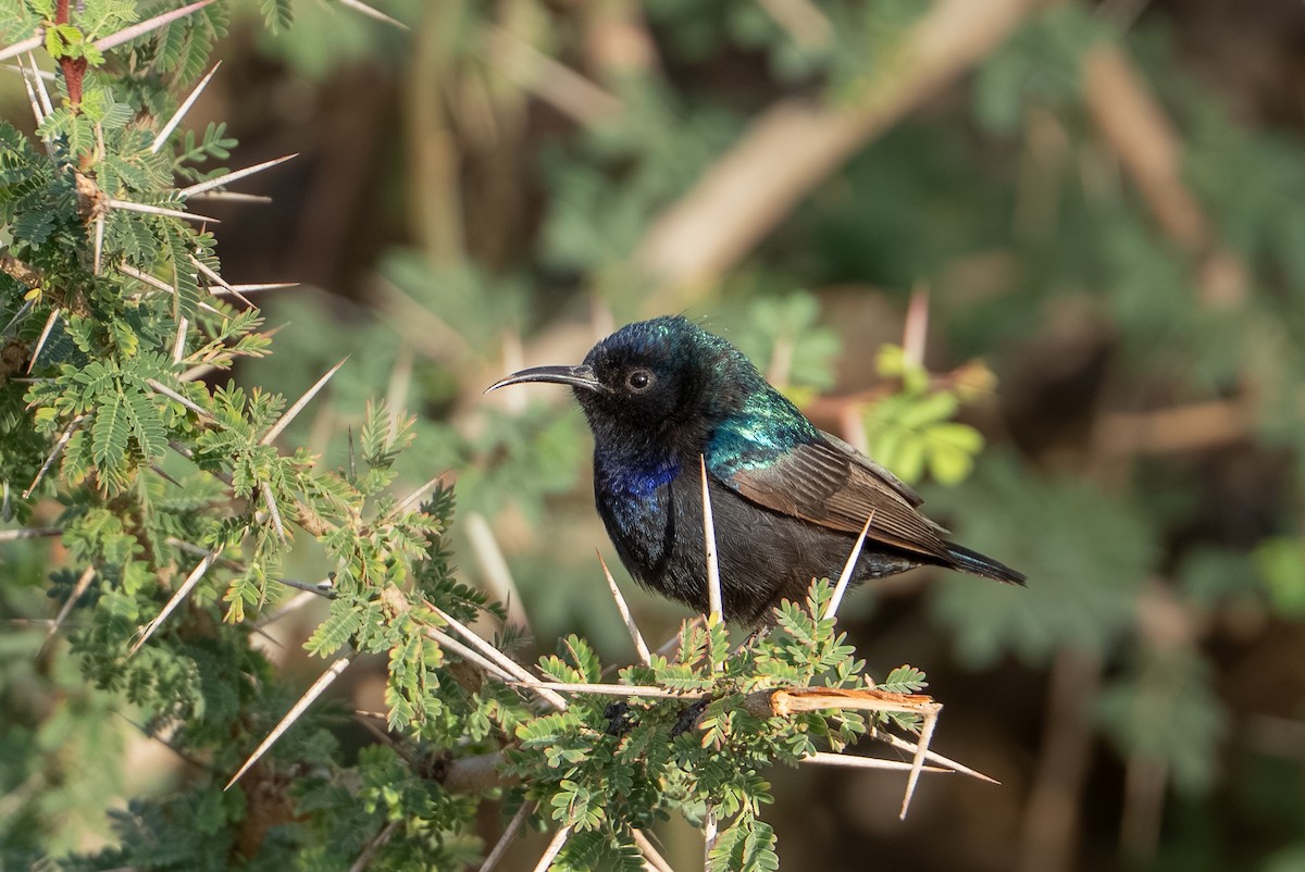 Palestine Sunbird - ML658897943