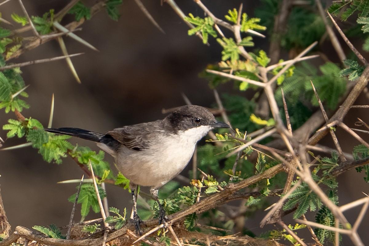Arabian Warbler - ML658897989
