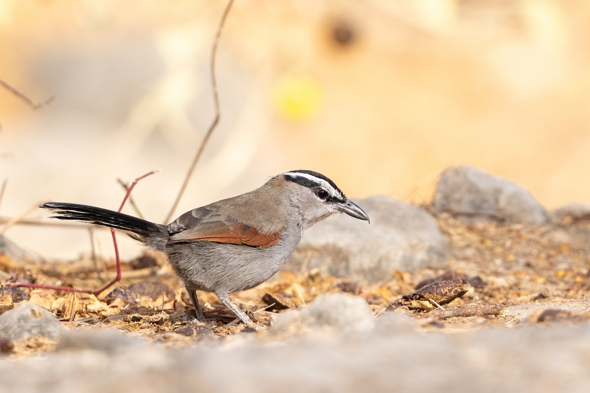 Black-crowned Tchagra - ML658898002