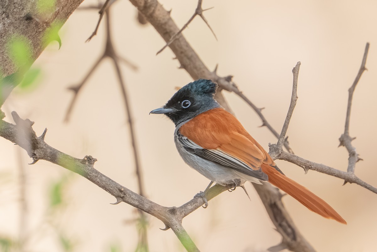 African Paradise-Flycatcher - ML658898010