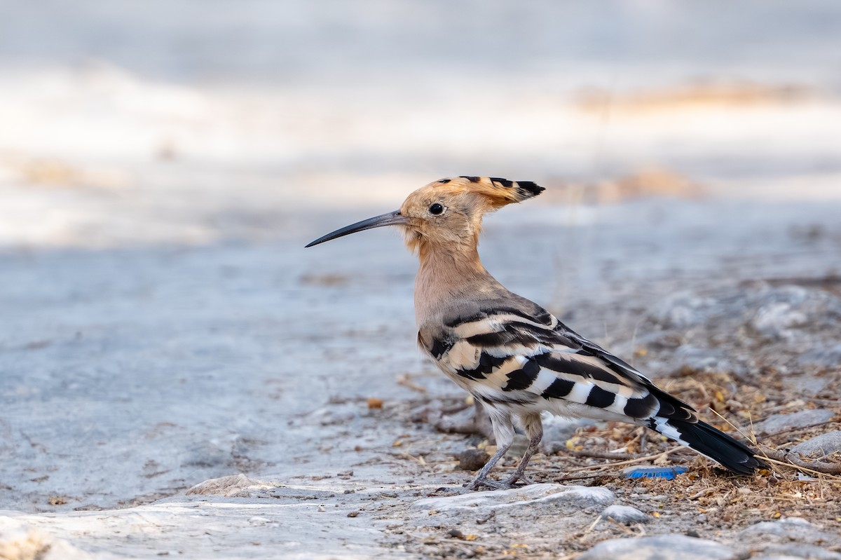 Common Hoopoe - ML658898031