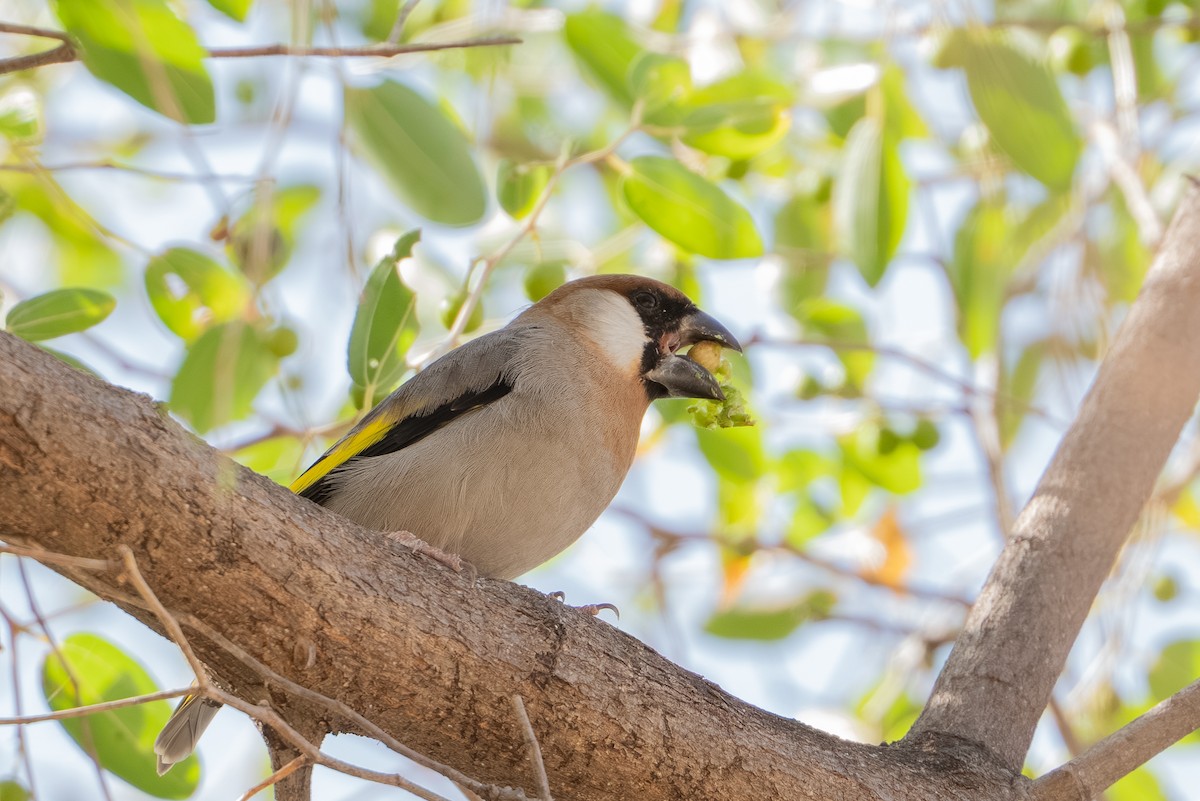 Arabian Grosbeak - ML658898048