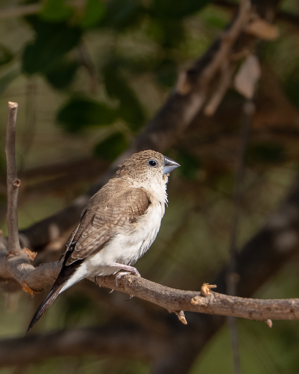 African Silverbill - ML658898092