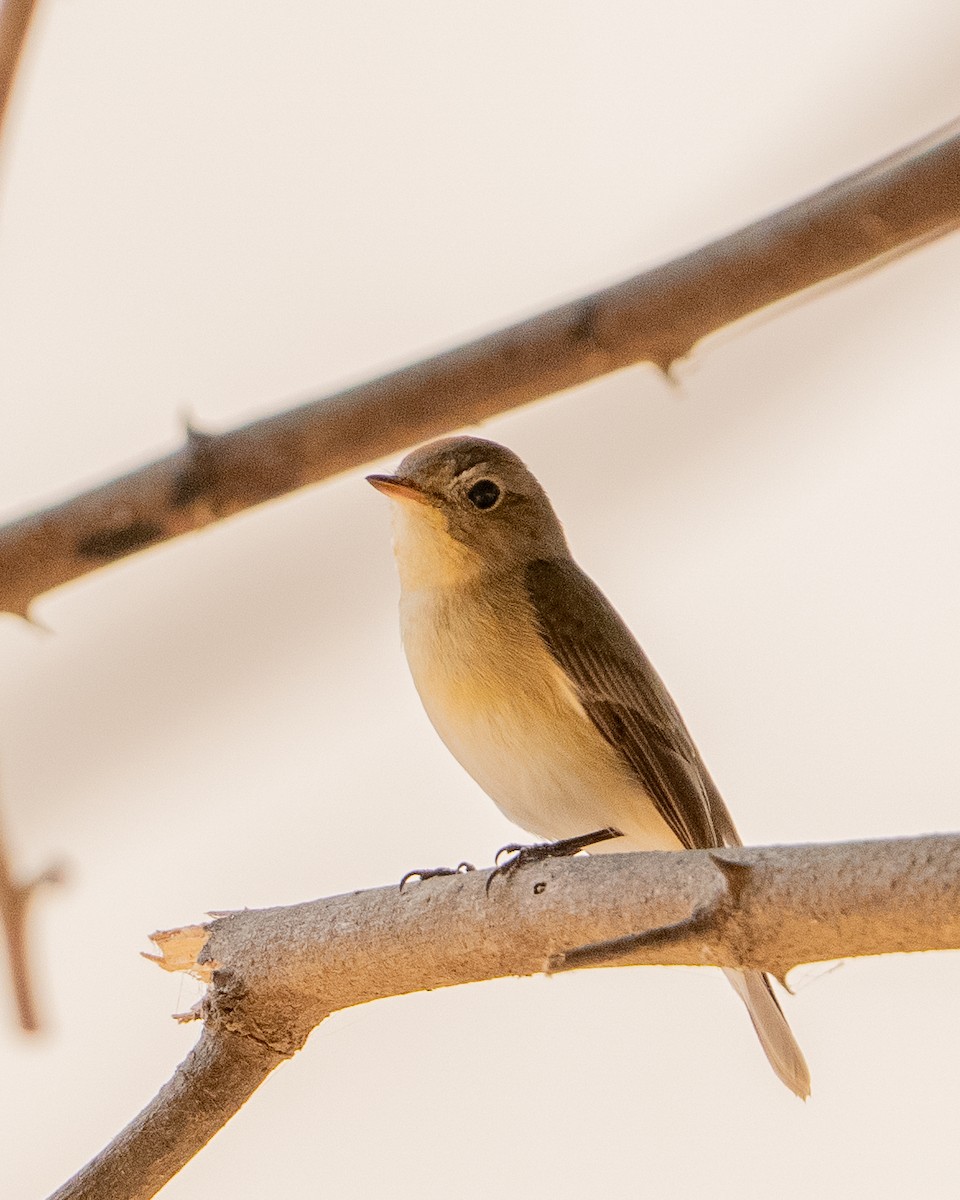 Red-breasted Flycatcher - ML658898475