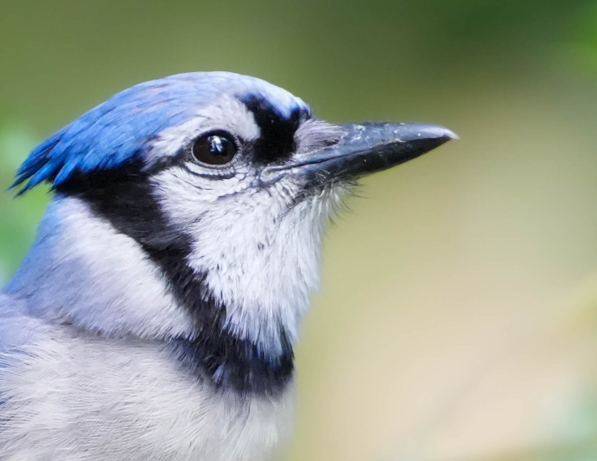 Blue Jay - ML658898497