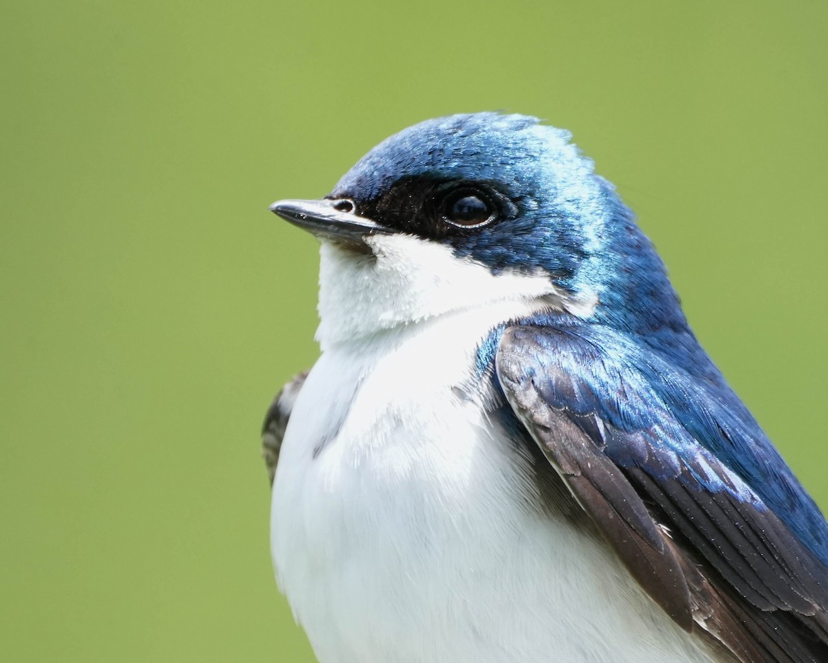 Tree Swallow - ML658898533