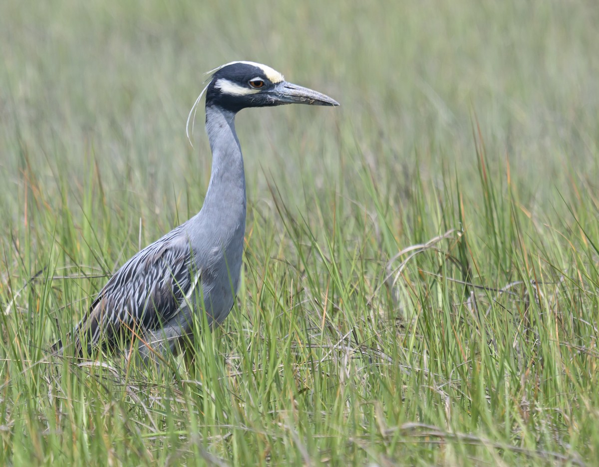 Yellow-crowned Night Heron - ML658899349