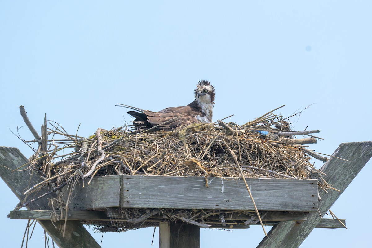 Osprey - ML658899368