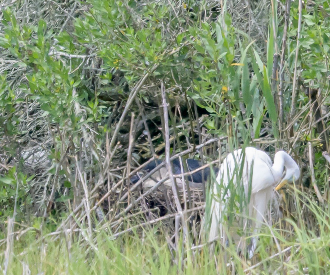 Black-crowned Night Heron - ML658899436
