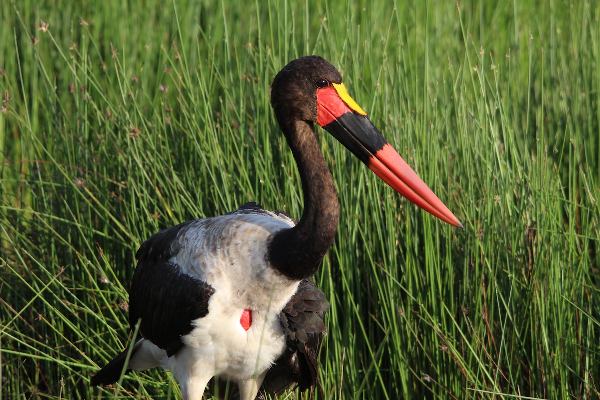 Saddle-billed Stork - ML658900690