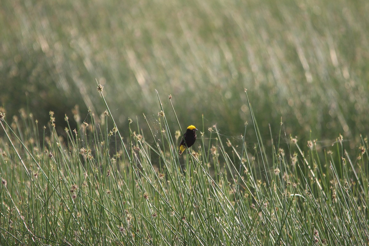 Yellow-crowned Bishop - ML658900910