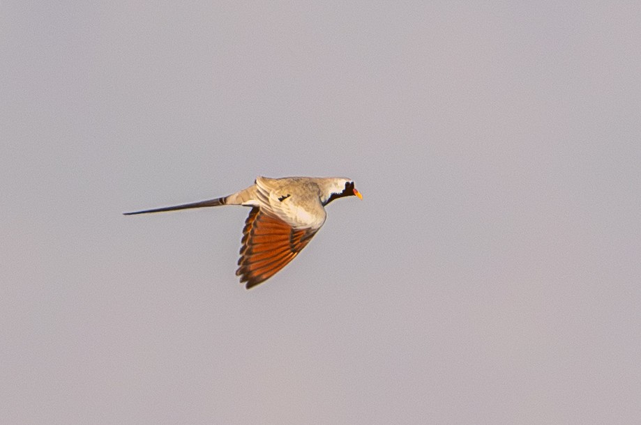 Namaqua Dove - ML658901244