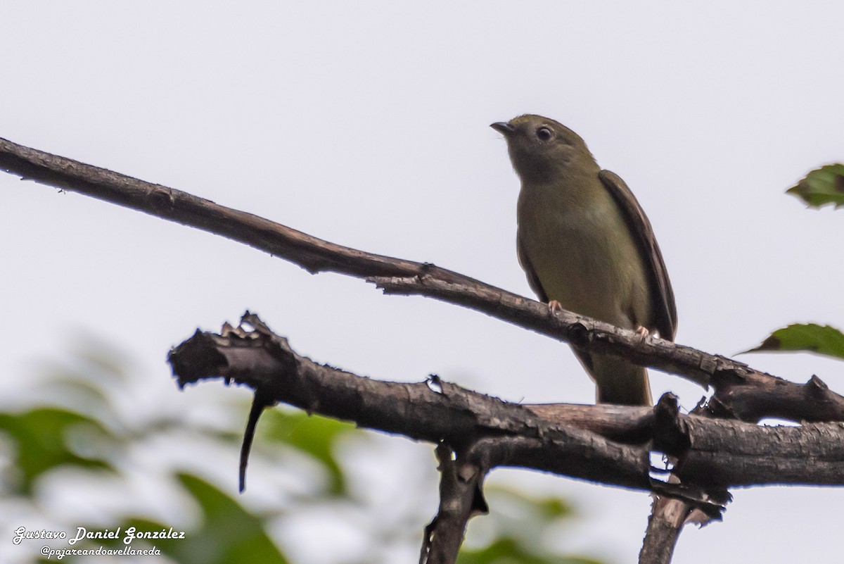 Yungas Manakini - ML658901369