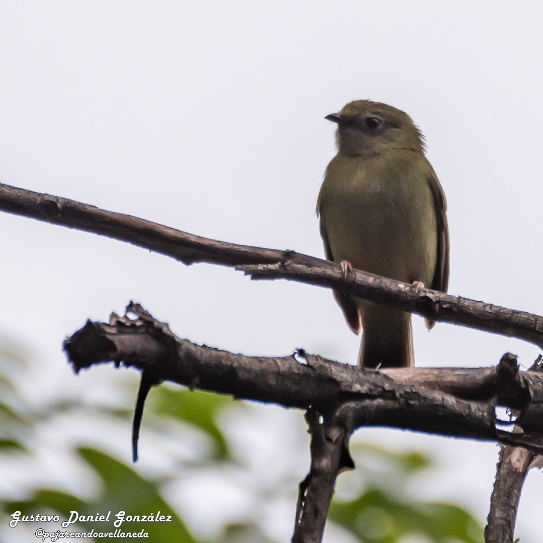 Yungas Manakini - ML658901374