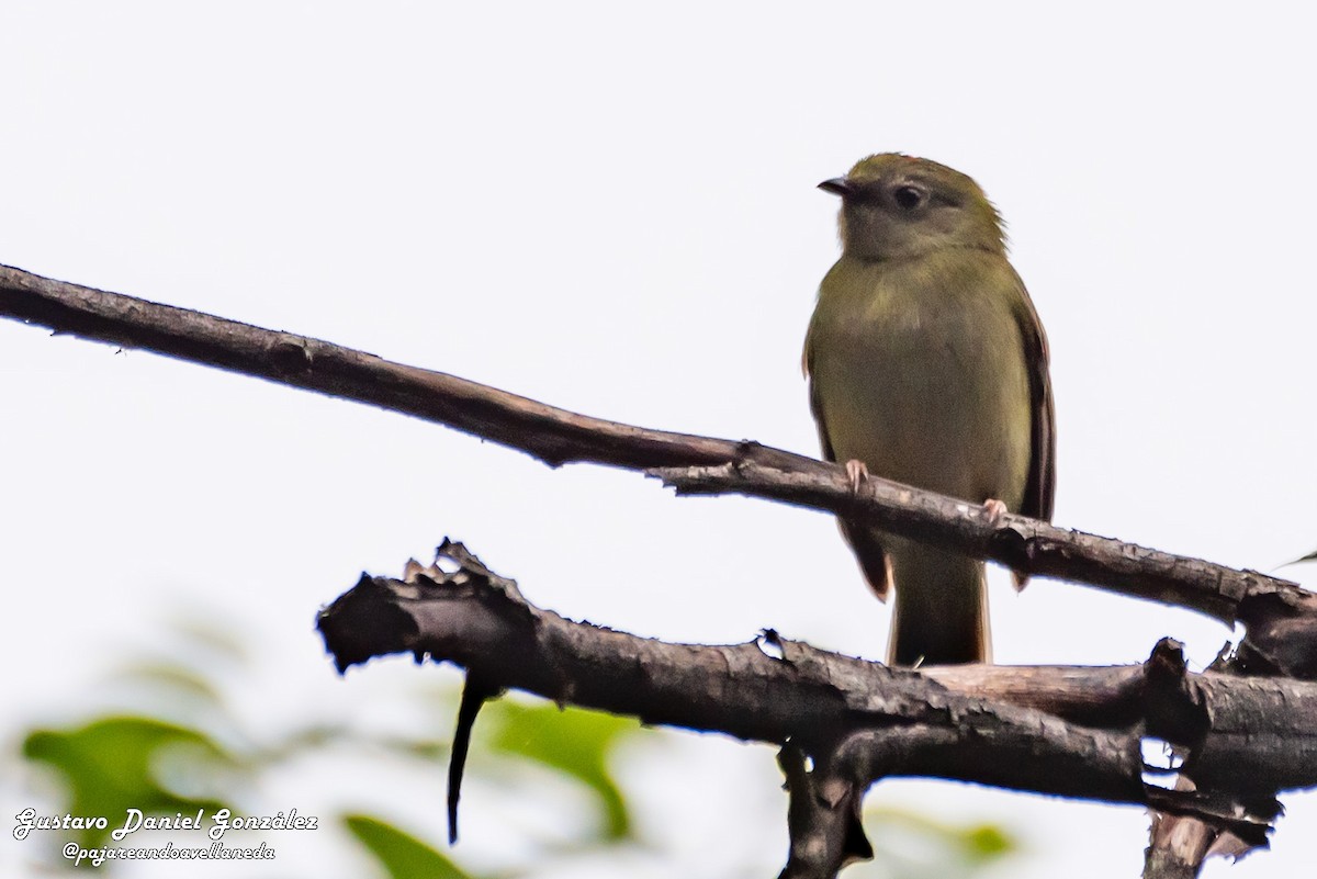 Yungas Manakini - ML658901376