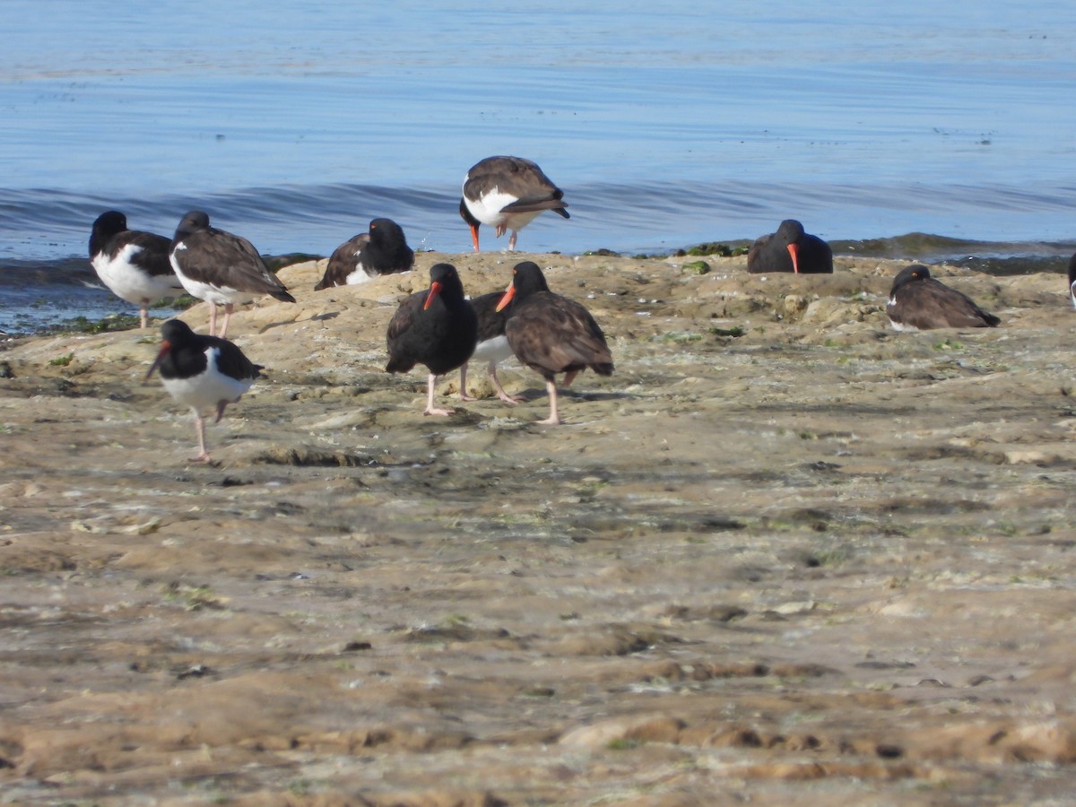 Blackish Oystercatcher - ML658902196